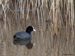 Meerkoet 20200314 De Krochten