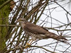 Sperwer 20200218  Zie je dat takje dat door de staartveren steekt? En dat takje klem onder de rechter vleugel? Typisch voor deze rauwdouwer denk ik. In jachtmode vliegt ie door heggen waarin nauwelijks doorgangen zijn en gaat ie zitten op plekken waar nauwelijks plek is. De veren kunnen kennelijk een stootje hebben.