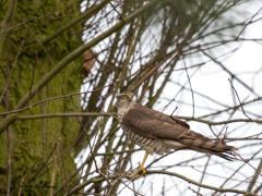 Sperwer  20200217  Plotseling kwam ie laag over de grond aan gevlogen langs een heg met daarin verschillende meesjes en vinken. Abrupt werd afgeremd en een positie ingenomen in een boom bij de heg. Hier valt wat te halen moet hij hebben gedacht. Hij, denk ik, want dit is volgens mij een eerstejaars mannetje. Ik meen het eerste oranje op de borst te zien?