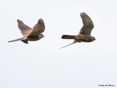 Torenvalk  20200315  Toen ik gisteren wandelde bij Maalbergen kwam dit mannetje over vliegen. Snel gemikt met de camera en de knop ingedrukt. Enkele foto's vielen scherp uit, heb er hier twee bij elkaar geplaatst. Blijkt de bruut een muis tussen de poten te hebben. Het zijn echte muisspecialisten.