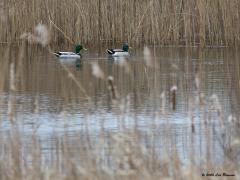 Wilde eend 20200314 De Krochten