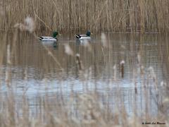 Wilde eend  20200319  Toen ik onlangs door Maalbergen wandelde kwam ik meerdere wilde eenden tegen. Op zich niet verrassend, het is immers de meest voorkomende eend in ons land. Met een knipoog heb ik de eend gefotografeerd in een typisch Hollandse setting, in het water omzoomd door riet, en in een typisch Zundertse setting, langs de rand van een boomkwekerij, hier een laurierteelt.