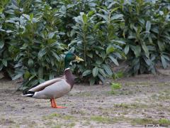 Wilde eend  20200319  Toen ik onlangs door Maalbergen wandelde kwam ik meerdere wilde eenden tegen. Op zich niet verrassend, het is immers de meest voorkomende eend in ons land. Met een knipoog heb ik de eend gefotografeerd in een typisch Hollandse setting, in het water omzoomd door riet, en in een typisch Zundertse setting, langs de rand van een boomkwekerij, hier een laurierteelt.