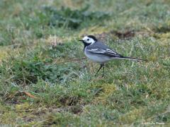 Witte kwikstaart  20200320  Veel van deze leuke langstaarten zijn inmiddels ook weer terug in ons land. In maart keren de witte kwikstaarten massaal terug, veel uit Marokko. Als overwinteraar zijn ze schaars tijdens zachte winters. Het zwart op kop en keel is bij het mannetje meer aanwezig dan bij het vrouwtje. Hier loopt een mannetje in de vroege ochtend in het weiland.