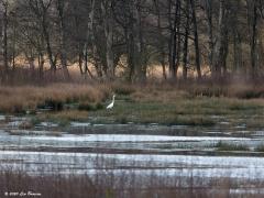 Grote zilverreiger 20200303 Zundert Pannenhoef