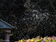 Dansmug/Vedermug  20200219  En opeens uit het niets zijn ze daar weer, honderden mugjes, hele zwermen boven de skimmia, opgelicht door het zonlicht. Een lijfje van slechts 2 mm groot en bij de mannetjes op de kop 1,5 mm grote geveerde antennes, vandaar ook de naam vedermug. Zo klein, zo beweeglijk, natuurlijk moeilijk te fotograferen maar enkele mugjes zijn toch nog wel een beetje herkenbaar zo vliegend. Twee jaar terug zag ik dit verschijnsel ook al, een week eerder toen. Ik heb toen een mugje ge