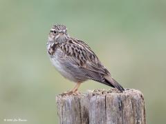 Boomleeuwerik  20200322  Gisteren alleen het kopje, nu heel de leeuwerik op de weipaal. En natuurlijk heeft ie me gezien. Gelukkig vertrouwd ie het deze keer en kon ik een hele serie foto's maken. Let op het erg korte staartje dat de boomleeuwerik kenmerkt. Dat naast de grote witte oogstreep en de driehoekige tekening in de veren.