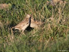 Boomleeuwerik  20200326  Toen ik twee boomleeuwerikken aan het volgen was op hun foerageertocht door het weiland ontstond even wat tumult. Agressie dacht ik, maar nee er werd geknuffeld, het was liefde. Gelukkig maar.