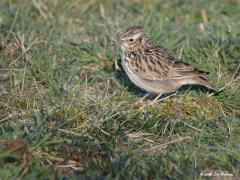 Boomleeuwerik  20200327  Eerder liet ik het verliefde stel zien. Hier het vervolg. De hormonen kriebelen en zetten aan tot broeden. Het nestmateriaal wordt gezocht en naar de bouwplaats gebracht. Ik zag meerdere bouwvluchten richting bosrand. Hopelijk wordt het een succesvol broedjaar.