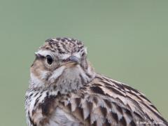 Boomleeuwerik  20200321  Welke vogel kijkt je hier aan? Wie herkent hem. Je kunt hem tegen komen hier in het buitengebied van Zundert.