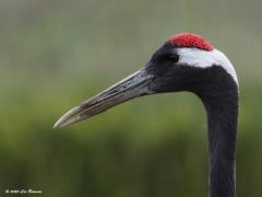 Japanse kraanvogel  20200521  Wernhoutsburg