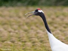 Japanse kraanvogel  20200521  Wernhoutsburg