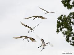 Japanse kraanvogel  20200521  Wernhoutsburg 