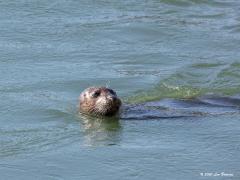 Grijze zeehond  20200601  In de Brouwersdam zit een spuisluis en bij die sluis kun je heel vaak zeehonden zien. Ze hebben het daar gemakkelijk want vissen daar in overvloed. Die vissen ruiken het binnenwater en willen naar binnen vaak voor voortplanting. Die robben, de grijze zeehond wordt ook kegelrob genoemd, weten dat en waarom moeilijk doen als het makkelijk kan. Ik neem aan dat dit grijze zeehonden zijn en niet gewone. Dat is op te maken o.a. aan de kop, aan de neus met name. Die neus is relatief lang 