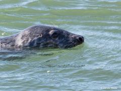 Grijze zeehond  20200601  In de Brouwersdam zit een spuisluis en bij die sluis kun je heel vaak zeehonden zien. Ze hebben het daar gemakkelijk want vissen daar in overvloed. Die vissen ruiken het binnenwater en willen naar binnen vaak voor voortplanting. Die robben, de grijze zeehond wordt ook kegelrob genoemd, weten dat en waarom moeilijk doen als het makkelijk kan. Ik neem aan dat dit grijze zeehonden zijn en niet gewone. Dat is op te maken o.a. aan de kop, aan de neus met name. Die neus is relatief lang 