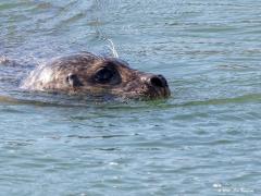 Grijze zeehond  20200601  In de Brouwersdam zit een spuisluis en bij die sluis kun je heel vaak zeehonden zien. Ze hebben het daar gemakkelijk want vissen daar in overvloed. Die vissen ruiken het binnenwater en willen naar binnen vaak voor voortplanting. Die robben, de grijze zeehond wordt ook kegelrob genoemd, weten dat en waarom moeilijk doen als het makkelijk kan. Ik neem aan dat dit grijze zeehonden zijn en niet gewone. Dat is op te maken o.a. aan de kop, aan de neus met name. Die neus is relatief lang 