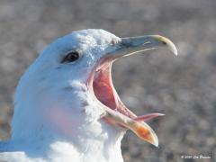 Grote mantelmeeuw  20200528  Ik denk dat dit een grote mantelmeeuw is, dus niet de kleine mantelmeeuw. Ik baseer dat op de grootte en vooral op de kleur van de poten. De poten zijn hier vleeskleurig terwijl die van de kleine geel zijn. Omdat het tot vier jaar duurt eer een dergelijke meeuw helemaal zijn adulte uiterlijk heeft aangenomen is het best moeilijk om ze te herkennen alleen aan de kop. Alleen vogels van drie en vier jaar laten zich wat beter herkennen en dan met name door de pootkleur. De grote is 