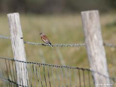 Kneu  20200526  Weipalen, prikkeldraad, beide best nuttig voor vogels. Verschillende soorten gebruiken ze als uitvalbasis bij het zoeken naar voedsel. Deze kneu was hier alleen maar even op doortocht. Even pauzeren en weer op de vleugels. Net tijd genoeg om hem vast te leggen. Best mooi zijn ze zo in prachtkleed. Zo'n 40.000 broedpaartjes tellen we in Nederland wordt geschat. Niet zozeer in bosgebied maar meer in open weilanden met veel kruiden waar ze de zaden van kunnen eten.