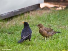 Merel  20200602  Momenteel zitten er meerdere jonge merels in de tuin. Die jongen hebben altijd honger. Ik zag deze keer duidelijk dat ze ook gevoerd worden met stukjes kers. Kennelijk zijn ook de merels dus blij met onze kersenboom die overigens dit jaar opnieuw heel veel vrucht draagt. Ik zal er niet veel aan hebben want het stikt weer van de spreeuwen in de boom. Wel jammer is dat.