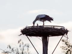 Ooievaar  20200607  Vanmorgen weer eens gaan kijken bij het tweede ooievaarsnest in Breda, ik ken er twee, weet niet of er meer zijn? Leuk om te zien dat niet alleen bij de boswachterswoning in het Markdal jongen worden groot gebracht maar ook hier. Hier is in de buurt van Effen en het Exxon gebouw.