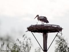 Ooievaar  20200607  Vanmorgen weer eens gaan kijken bij het tweede ooievaarsnest in Breda, ik ken er twee, weet niet of er meer zijn? Leuk om te zien dat niet alleen bij de boswachterswoning in het Markdal jongen worden groot gebracht maar ook hier. Hier is in de buurt van Effen en het Exxon gebouw.