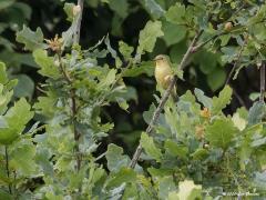 Spotvogel  20170714 Zundert Hazenmeren