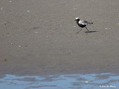 Zilverplevier  20200530  In ons Deltagebied, ofwel in Zeeland, kun je in mei deze mooie plevier tegen komen. Immers, de voorjaarstrek begint in maart en piekt in mei. De meeste vogels zitten dan in de Waddenzee, dat kunnen er dan wel meer dan 50.000 zijn. In Zeeland zie je nog niet zo veel. Bovendien is herkennen niet altijd even makkelijk omdat niet alle vogels volwassen zijn en al het mooie pop-art broedkleed hebben. Om mooi te zijn heb je niet veel kleur nodig, dat bewijst deze plevier overduidelijk vind