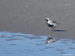 Zilverplevier  20200530  In ons Deltagebied, ofwel in Zeeland, kun je in mei deze mooie plevier tegen komen. Immers, de voorjaarstrek begint in maart en piekt in mei. De meeste vogels zitten dan in de Waddenzee, dat kunnen er dan wel meer dan 50.000 zijn. In Zeeland zie je nog niet zo veel. Bovendien is herkennen niet altijd even makkelijk omdat niet alle vogels volwassen zijn en al het mooie pop-art broedkleed hebben. Om mooi te zijn heb je niet veel kleur nodig, dat bewijst deze plevier overduidelijk vind