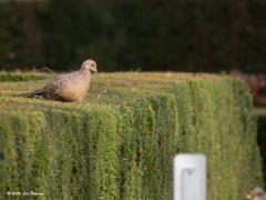 Fazant  20200218  Maalbergen Deze dame zat in een tuin en wilde de weg oversteken. In plaats van even de wieken te gebruiken ging ze eerst op het tuinhegje staan, met angst keek ze de afgrond in, sprong in het diepe en haastte zich naar de overkant. Waarom vliegt ze niet even moest ik denken.