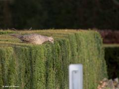 Fazant  20200218  Maalbergen Deze dame zat in een tuin en wilde de weg oversteken. In plaats van even de wieken te gebruiken ging ze eerst op het tuinhegje staan, met angst keek ze de afgrond in, sprong in het diepe en haastte zich naar de overkant. Waarom vliegt ze niet even moest ik denken.