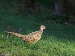 Fazant  20200218  Maalbergen Deze dame zat in een tuin en wilde de weg oversteken. In plaats van even de wieken te gebruiken ging ze eerst op het tuinhegje staan, met angst keek ze de afgrond in, sprong in het diepe en haastte zich naar de overkant. Waarom vliegt ze niet even moest ik denken.