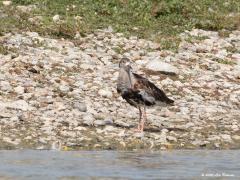 Kemphaan  20200723  Wissekerken  Bijna augustus, er zijn volop jonge vogels te zien. Zoals deze snipachtige. Herken je hem? Vast wel want het rare opvallende kleed van een mannetje kemphaan is al goed te herkennen. De grote kraag is in wording, zo ook de bonte grof getekende vleugelveren. Het opvallend kleine kopje wordt niet meer groter. (In tweede instantie begin ik te twijfelen of dit wel een juveniel is; wie weet hoe het echt zit?)