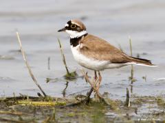 Kleine plevier  20200728  Enkele dagen terug liet ik een juveniel zien, deze keer een volwassen vogel in prachtkleed. Knappe vogeltjes zijn die pleviertjes. Heel kenmerkend hier is de gele oogring. Goed opletten bij plasjes met nog kaal zand, best kans dat je hem daar aan treft.