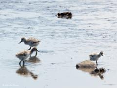 Kluut  20200613  In ons land doen ongeveer 6000 kluutpaartjes elk jaar hun best om kindjes groot te brengen. Dat gebeurt vooral aan de kust en een beetje landinwaarts. Onze streek vormt zo'n beetje de verspreidingsgrens. In Etten-Leur kun je ze nog net aantreffen.