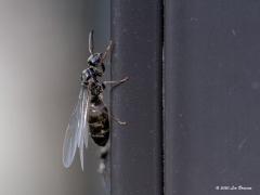 Vliegende mieren  20200627  Tijd voor een bruidsvlucht. Want zo wordt dit verschijnsel ook wel genoemd. Als de omstandigheden in de zomer er rijp voor zijn worden in een mierenkolonie ook mieren geboren met vleugels. Het is hier dus niet dat er een metamorfose plaats vindt. Zowel vruchtbare mannetjes als vrouwtjes vliegen op een gunstig moment massaal uit. In de lucht ontmoeten ze elkaar en paren ook daar. Soms komen ze vlak bij het nest weer op de grond, andere waaien soms veel verder weg. Na