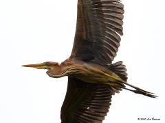 Purpereiger  20200729  Opzij van Lexmond ligt het mooie natuurgebied de Zouweboezem. Daar huizen een broedkolonie van zwarte sternen en van purperreigers. Beide zijn er goed waar te nemen zij het dat de purperreiger meestal alleen vliegend te zien is. Flinke vogels zijn die reigers. Doet toch denken aan een vliegende deur, of minstens een deurtje. Daar in het laagveengebied de Zouweboezem broeden verschillende tientallen paartjes. In goede jaren worden ca. 900 broedende vogels in geheel Nederland gete