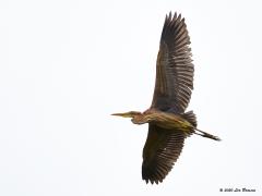 Purpereiger  20200729  Opzij van Lexmond ligt het mooie natuurgebied de Zouweboezem. Daar huizen een broedkolonie van zwarte sternen en van purperreigers. Beide zijn er goed waar te nemen zij het dat de purperreiger meestal alleen vliegend te zien is. Flinke vogels zijn die reigers. Doet toch denken aan een vliegende deur, of minstens een deurtje. Daar in het laagveengebied de Zouweboezem broeden verschillende tientallen paartjes. In goede jaren worden ca. 900 broedende vogels in geheel Nederland gete