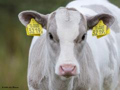 Herbivoor  20200617  Zeg nou zelf, zie ik er niet gezond uit. En kwijtlopen gaat ook niet gebeuren met dergelijke nummerborden. Dus mijn toekomst is rooskleurig. Of ... word ik snel een hamburger? Liever een langere tijd een Goudse.