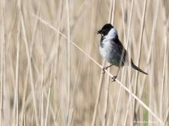 Rietgors  20200720  Noord Beveland  Geen toeval dat deze gors zich liet zien in het riet. Overduidelijk een mannetje, die verschilt namelijk flink van het vrouwtje. Dat vrouwtje heeft geen zwarte kop maar is bruin met een geelbruine onderzijde. Boven de ogen heeft ze een lichte oogstreep, verder zwartwitte baardstrepen en strepen op de stuit, borst en flanken. Ze zijn niet zeldzaam. Rond de 100.000 broedpaartjes worden geteld.