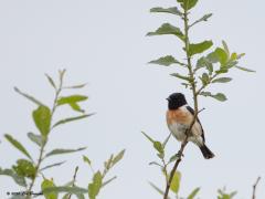 Roodborsttapuit  20200620  Tijd om het mannetje te tonen. Duidelijk meer kleur dan het vrouwtje. Vooral meer diep zwart. Dat diepe zwart maakt het moeilijk om bij deze vogel het ook zwarte oog goed in beeld te brengen.