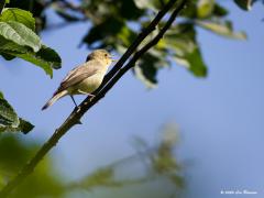 Spotvogel  20200611  Bij deze zingende spotvogel zijn enkele kenmerken goed te zien. Let op het relatief grote ronde kopje. Ook op de relatief lange vleugels, ze rijken tot ver op de staart. De kleur van de poten is wat moeilijker te beoordelen, ze zijn iets bewogen, net niet geheel scherp. Ik beoordeel ze als grijs blauwig, loodgrijs, wat past bij de gewone spotvogel. De orpheus heeft bruinige, grijzige, poten en komt bij ons in de streek nog maar zelden voor.