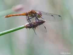 Bruinrode heidelibel  20200702  Als je met een telelens rondstruint kun je natuurlijk ook libellen tegen komen. Een foto loont dan af en toe. Ik ken niet veel van libellen maar ik denk dat dit een heidelibel is, de bruinrode. Een libel, geen juffer, dat is eenvoudig te zien aan de houding van de vier vleugels.