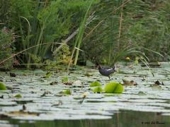 Waterhoen  20200727  Lexmond Zouweboezem