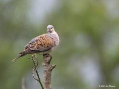 Zomertortel  20200726  Heel fijn om te vernemen dat in Zundert nieuwe zomertorteltjes rond vliegen. Nu maar hopen dat ze gezond groot worden en de wintertrek door de Sahara gaan overleven. En natuurlijk moeten ze ook de jacht in de zuidelijke landen nog overleven en dan zien we ze wellicht volgend jaar hier weer terug. De zomertortel legt eieren vanaf half mei tot eind juli. Heeft twee tot drie legsels per jaar als er genoeg te eten is, maar door voedselgebrek vaak maar één legsel. Per legsel me