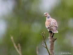 Zomertortel  20200726  Heel fijn om te vernemen dat in Zundert nieuwe zomertorteltjes rond vliegen. Nu maar hopen dat ze gezond groot worden en de wintertrek door de Sahara gaan overleven. En natuurlijk moeten ze ook de jacht in de zuidelijke landen nog overleven en dan zien we ze wellicht volgend jaar hier weer terug. De zomertortel legt eieren vanaf half mei tot eind juli. Heeft twee tot drie legsels per jaar als er genoeg te eten is, maar door voedselgebrek vaak maar één legsel. Per legsel me