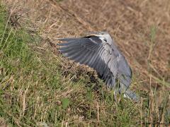 Blauwe reiger  20200810  Een gewone blauwe reiger. Maar is deze houding van de vleugels ook gewoon? Wie kan deze houding verklaren?