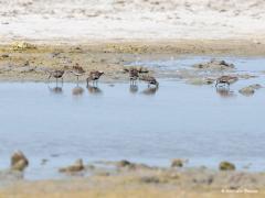 Bonte strandloper  20200814  Deze foto's maakte ik drie weken terug in Zeeland. Deze strandloper is het hele jaar door aanwezig maar het minst juist in de maanden juni en juli. Ze hebben een sterke voorkeur voor de zoute tot brakke wateren. In het diepe binnenland is deze soort de talrijkste van de strandlopers, groepen van enkele tientallen zijn echter vrij bijzonder. Landelijk gezien zijn de aantallen het hoogst tussen september en november en in april en mei. Als ik het goed heb is dit de enige st