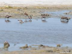 Bonte strandloper  20200814  Deze foto's maakte ik drie weken terug in Zeeland. Deze strandloper is het hele jaar door aanwezig maar het minst juist in de maanden juni en juli. Ze hebben een sterke voorkeur voor de zoute tot brakke wateren. In het diepe binnenland is deze soort de talrijkste van de strandlopers, groepen van enkele tientallen zijn echter vrij bijzonder. Landelijk gezien zijn de aantallen het hoogst tussen september en november en in april en mei. Als ik het goed heb is dit de enige st