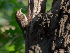 Boomkruiper  20200819  Een leuk zangvogeltje dat gelukkig nog vaak te zien is in onze streek. Zijn zang is niet bijzonder, wel zijn kruipen op het boomschors. Het is niet zo'n acrobaat als de boomklever, die kan zelfs van boven naar beneden lopen, dat lukt deze kruiper niet. De kruiper begint altijd onder aan een stam en kruipt naar boven. Zijn dunne pincetsnavel is prima geschikt om insecten tussen de schorsspleten weg te vangen. Met zijn staart zorgt ie dat ie niet achterover valt, het is een