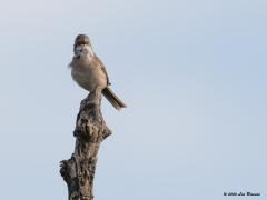 Grasmus  20200831  Een echt zangvogeltje is deze grasmus, wat zingt hij in het voorjaar wat af. En dat wil hij laten weten ook vandaar dat ie in de regel goed zichtbaar bovenin een tak of struik zit. De eerste Grasmussen bereiken Nederland meestal half april, in recente jaren ook wel iets eerder. Doortrek, deels van Scandinavische en Duitse vogels, kan plaatsvinden tot eind mei. Vanaf begin juli treden ongerichte verplaatsingen op die vanaf eind juli overgaan in gerichte trek. Eind augustus en begin 